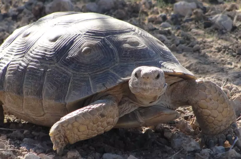 Arizona native turtles Arizona native turtles