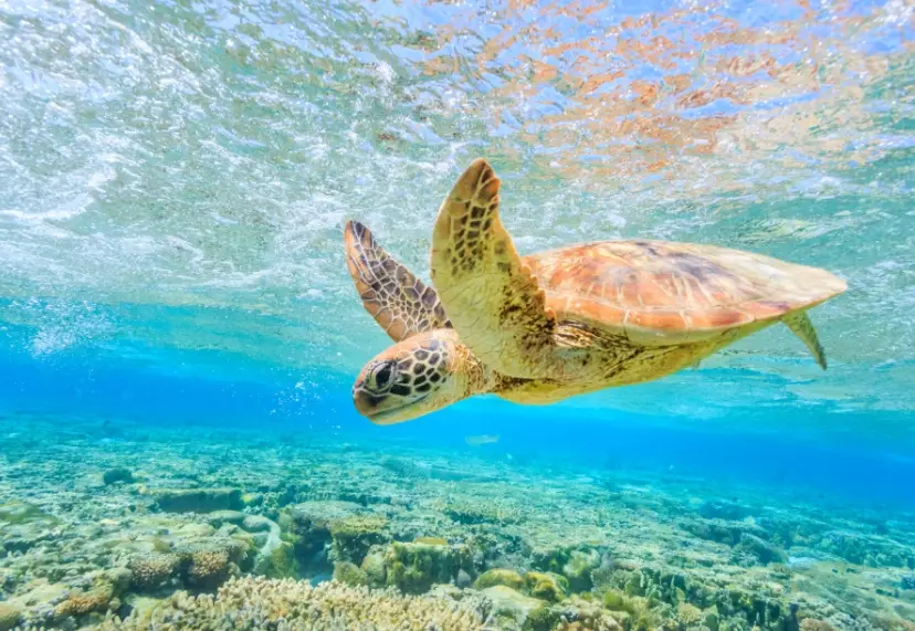 swim with sea turtles