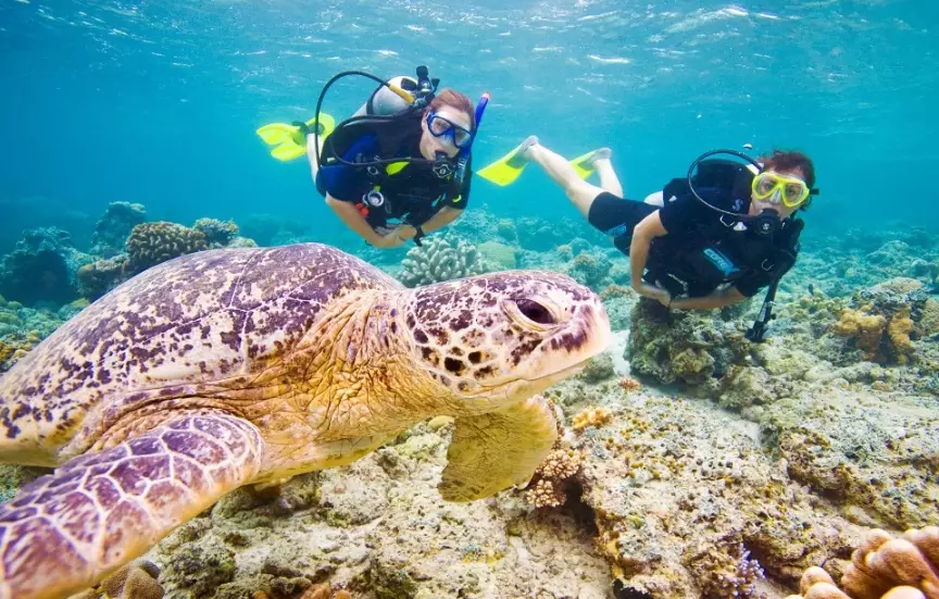 sea turtle diving locations sea turtle diving locations