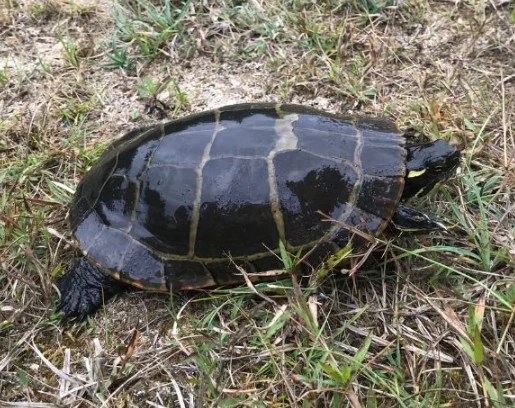 Sonoran Desert turtles Sonoran Desert turtles