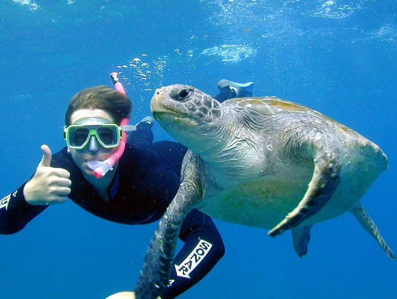 sea turtle dive sites sea turtle dive sites