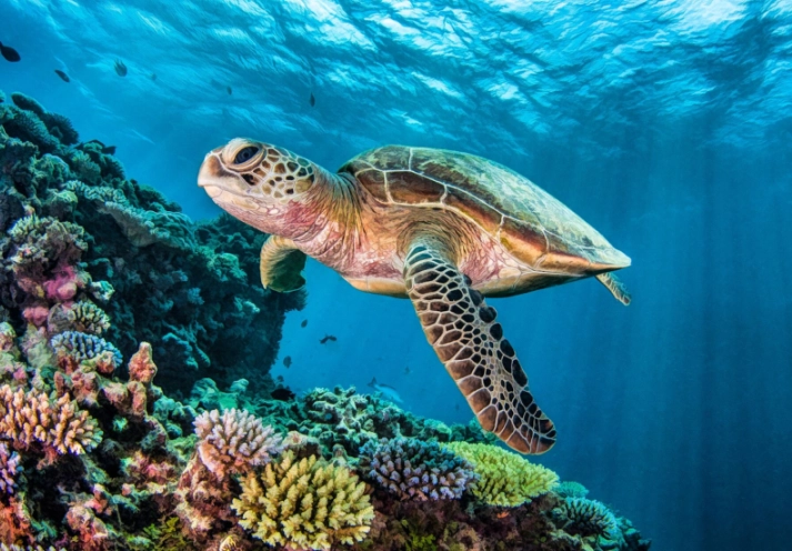 swim with sea turtles Clearwater Florida