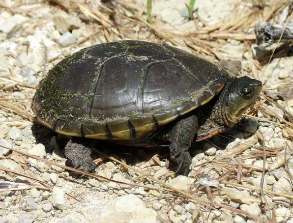 turtles in Arizona turtles in Arizona