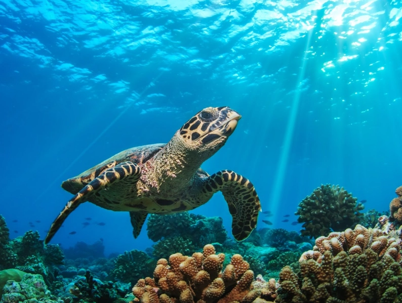 best time to see sea turtles Florida best time to see sea turtles Florida