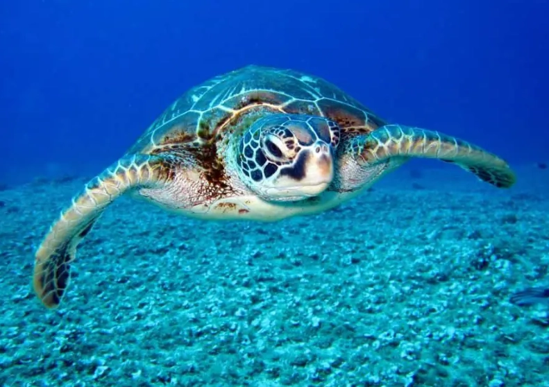 best time to see sea turtles Florida best time to see sea turtles Florida