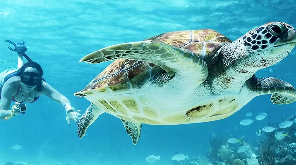 swim with sea turtles florida cost