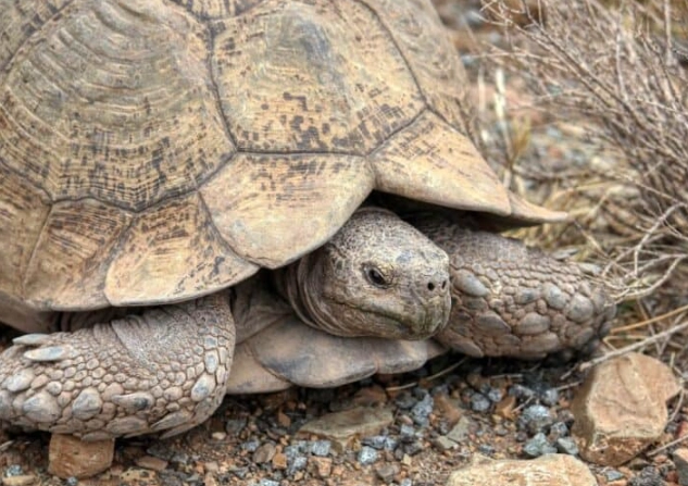 Arizona native turtles Arizona native turtles