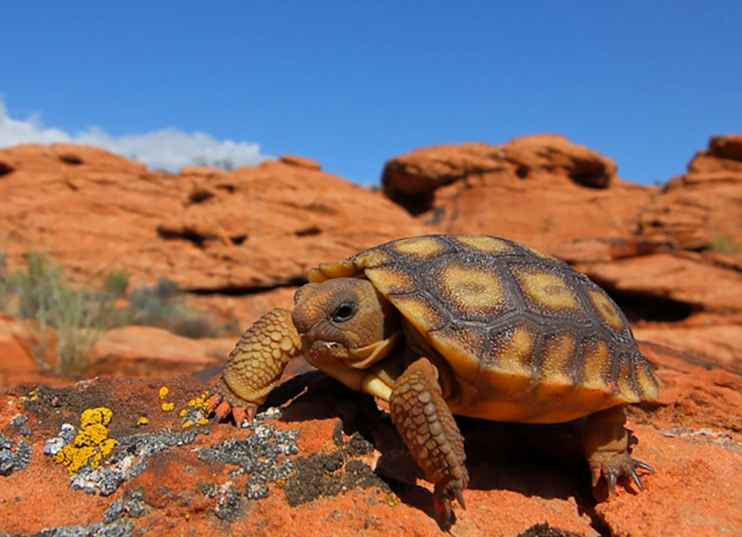 Sonoran Desert turtles Sonoran Desert turtles