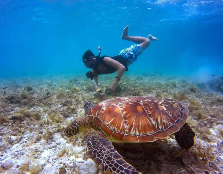 florida turtle snorkeling