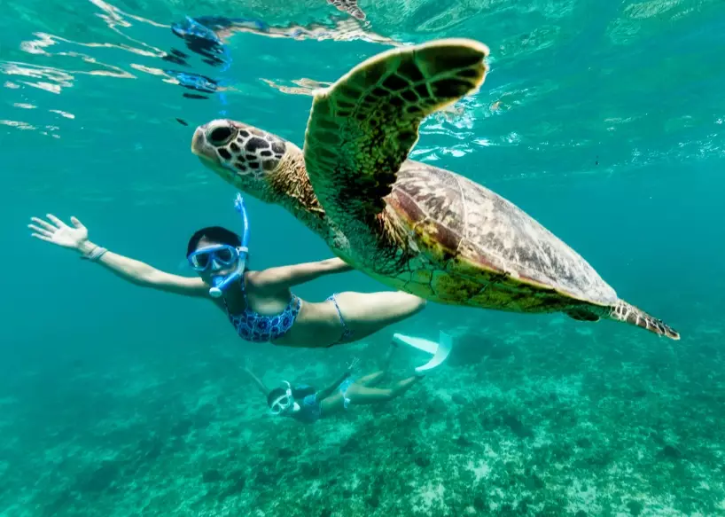 sea turtle diving locations sea turtle diving locations