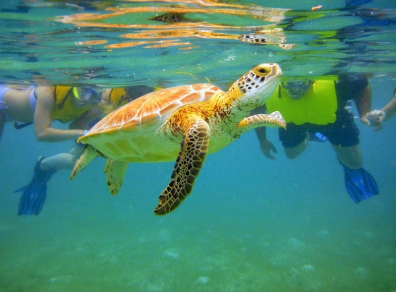 sea turtle snorkeling Colorado