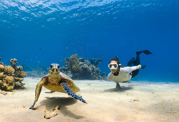Florida sea turtle tours