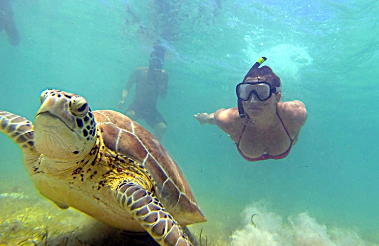 swim with sea turtles Clearwater Florida
