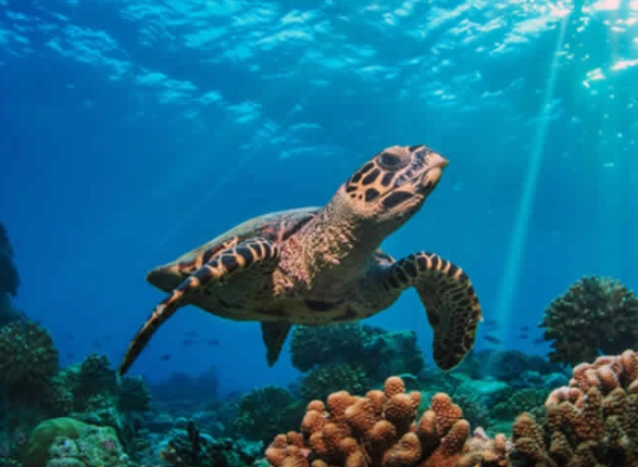 best places to dive with turtles best places to dive with turtles