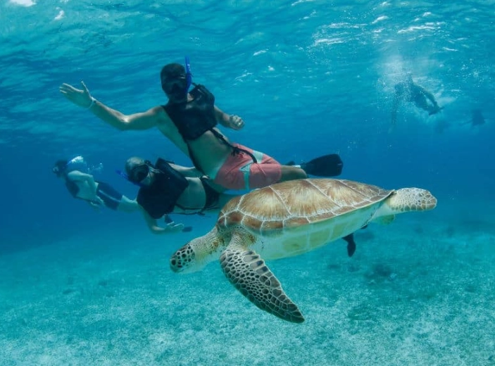 sea turtle dive sites sea turtle dive sites