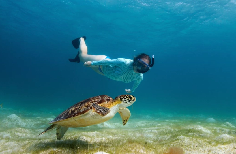 sea turtle snorkeling Colorado