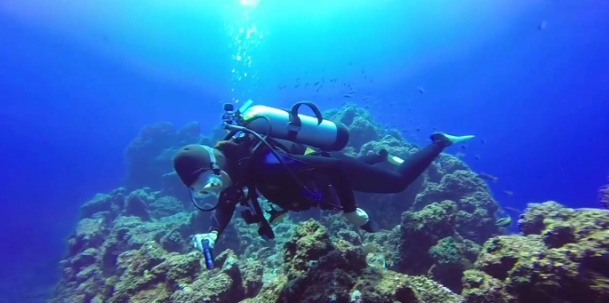 Best time to dive Socorro