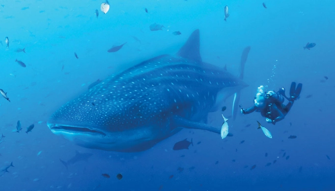 Socorro Mexico diving