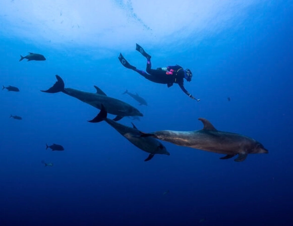 Best time to dive Socorro