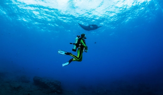 Socorro Mexico marine life