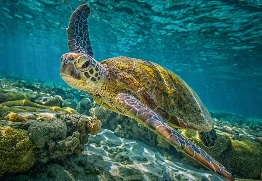 best time to see sea turtles best time to see sea turtles