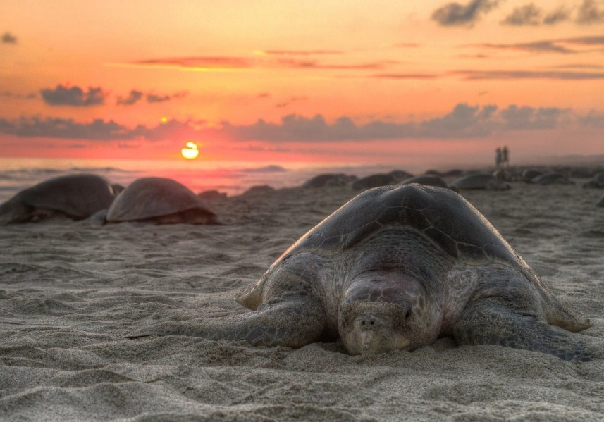 sea turtle nesting Florida sea turtle nesting Florida