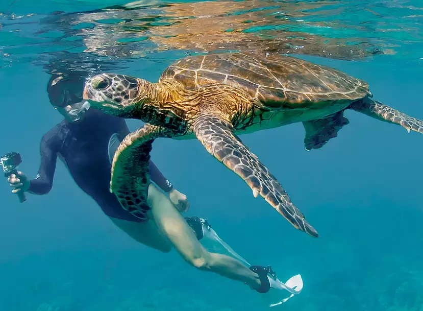 sea turtle encounters Florida sea turtle encounters Florida