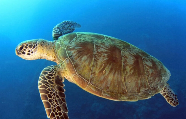 sea turtle nesting Florida sea turtle nesting Florida