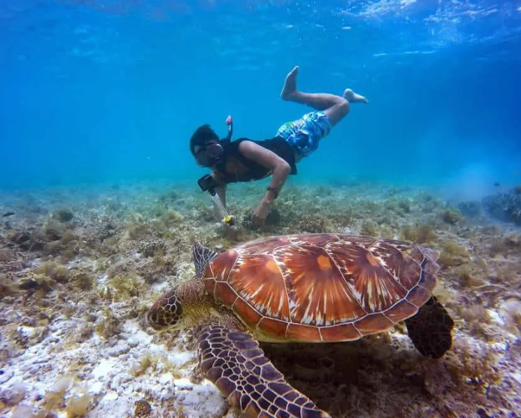 Florida sea turtle snorkeling Florida sea turtle snorkeling
