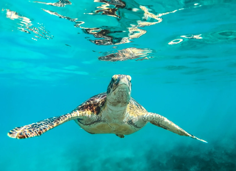 swim with sea turtles Florida swim with sea turtles Florida