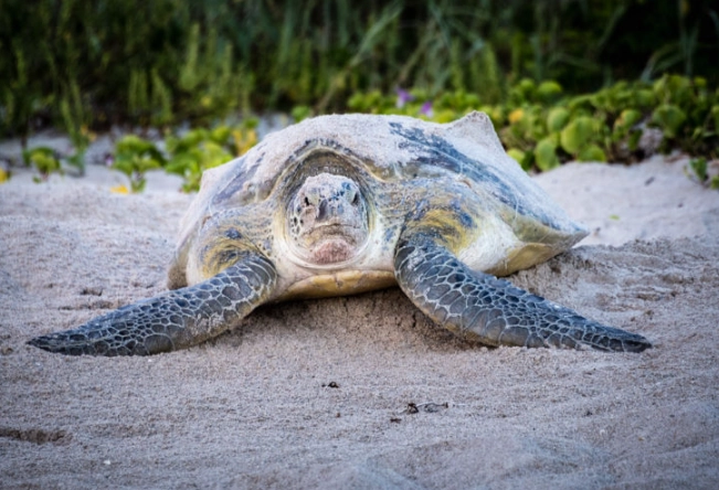Florida sea turtle season Florida sea turtle season