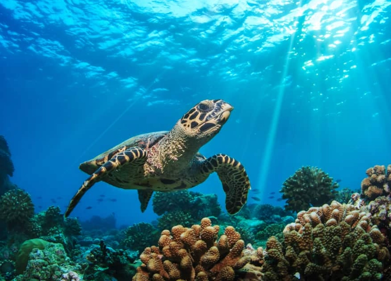 Florida sea turtle season Florida sea turtle season