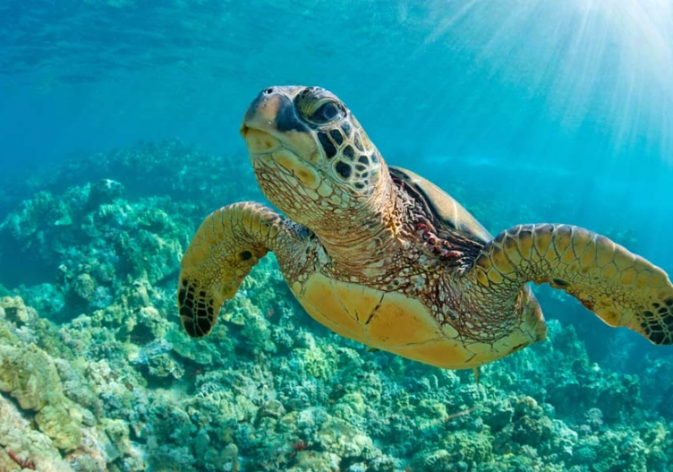 Florida sea turtle season Florida sea turtle season