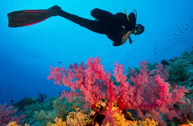 best dive sites for beginners best dive sites for beginners