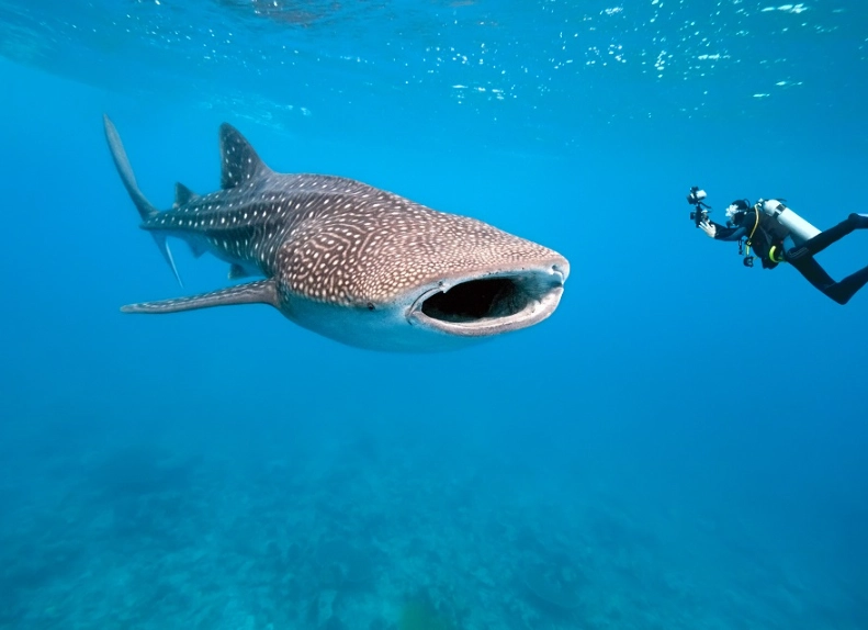 swim with whale sharks swim with whale sharks