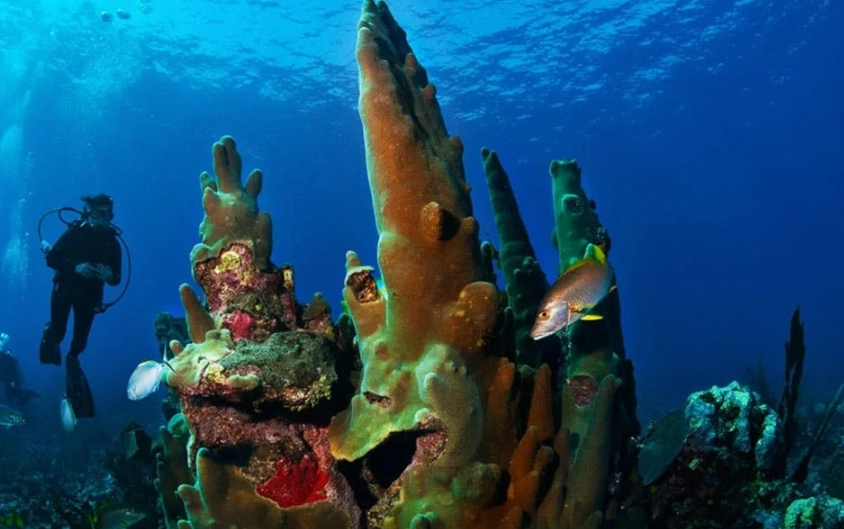 Caribbean diving newbies