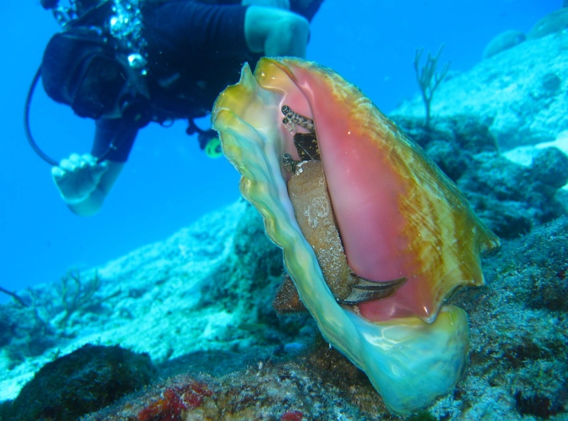 best scuba diving destinations