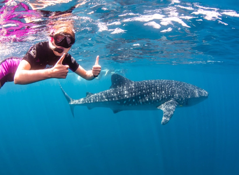 swim with whale sharks swim with whale sharks