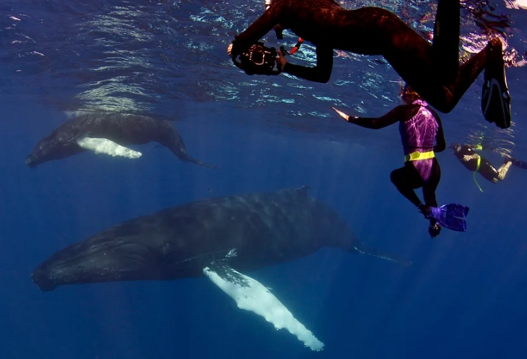 best diving for beginners Caribbean