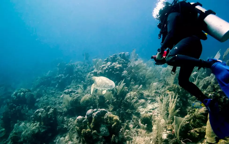 best time to dive in Mexico best time to dive in Mexico
