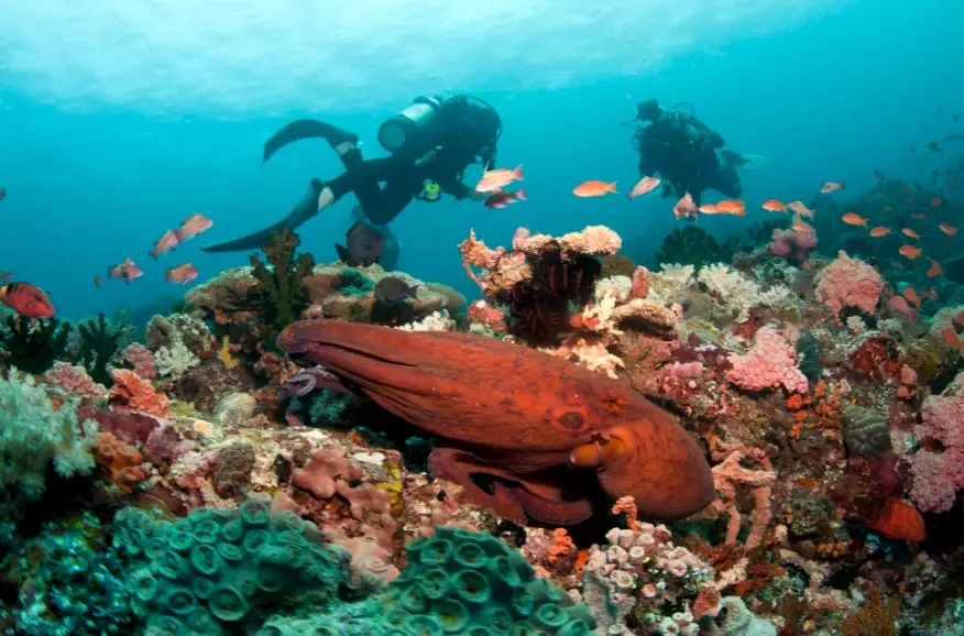 Philippines diving spots