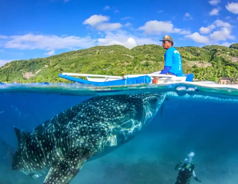 whale shark snorkeling
