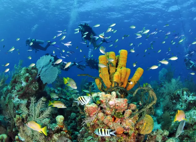 Best diving Caribbean