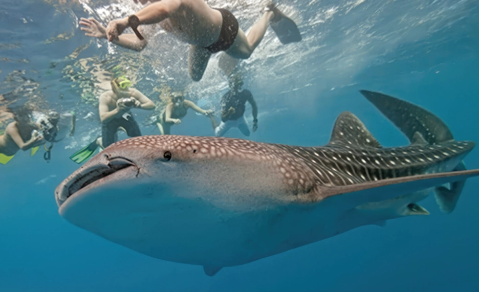 swim with whale sharks