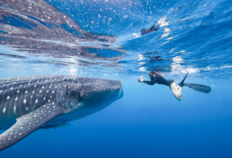 best places to swim with whale sharks