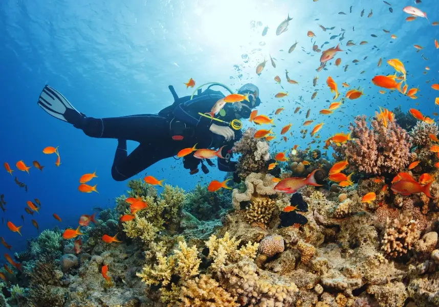 scuba diving travel guide scuba diving travel guide