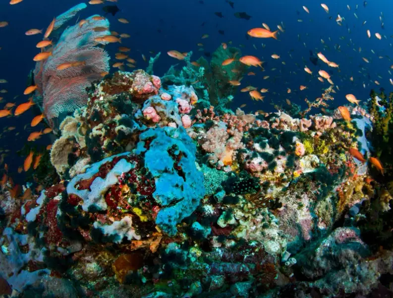 best time to dive Philippines best time to dive Philippines