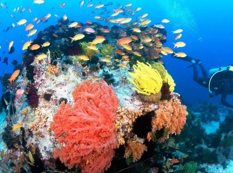 best time to dive Philippines best time to dive Philippines