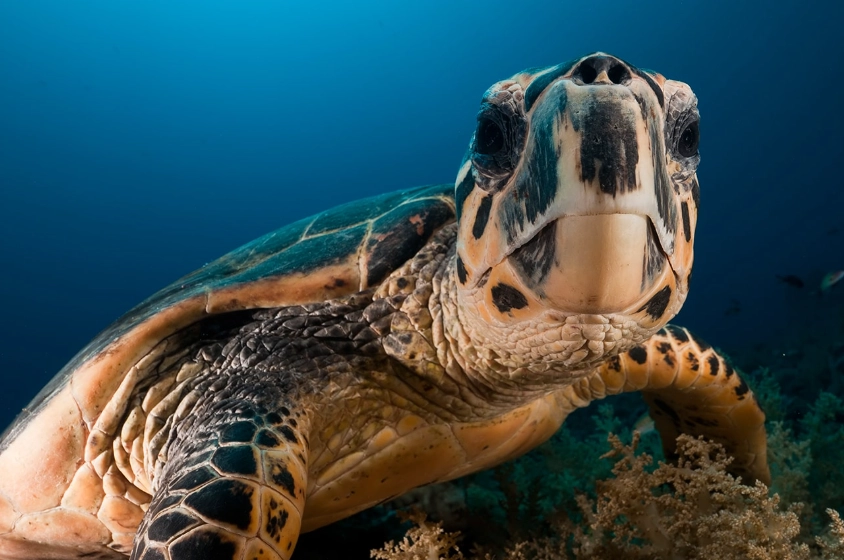 bull shark diving Cancun bull shark diving Cancun