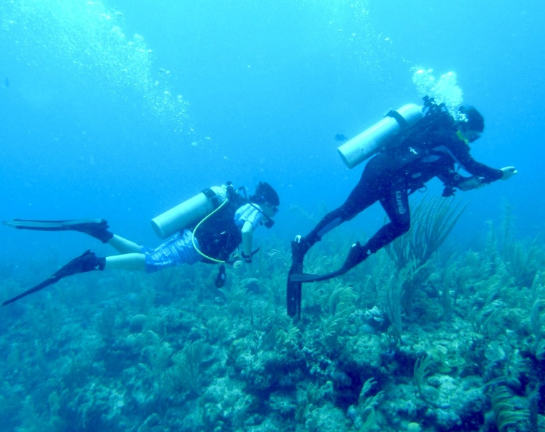 bull shark diving Cancun bull shark diving Cancun